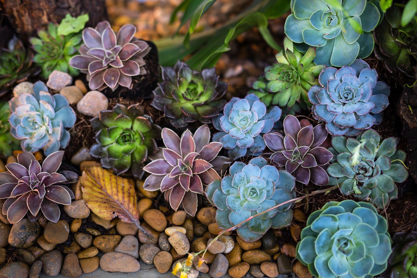 Landscaping and garden planting by Chavez Outdoor Solutions in Walden, NY