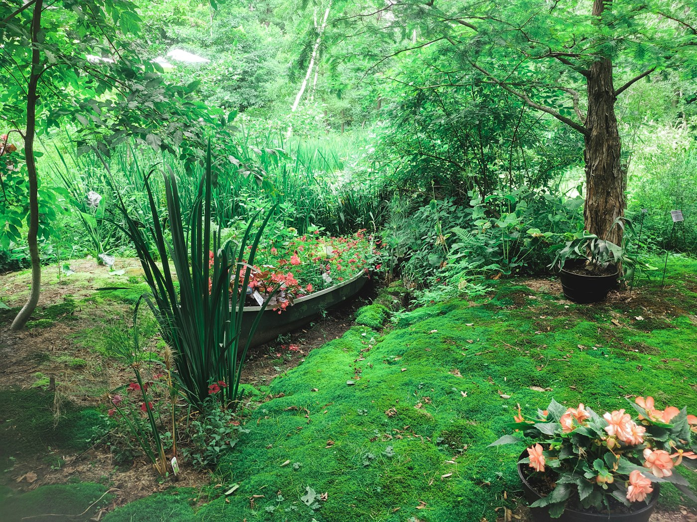 Shrub removal and landscape cleanup in Orange County, NY