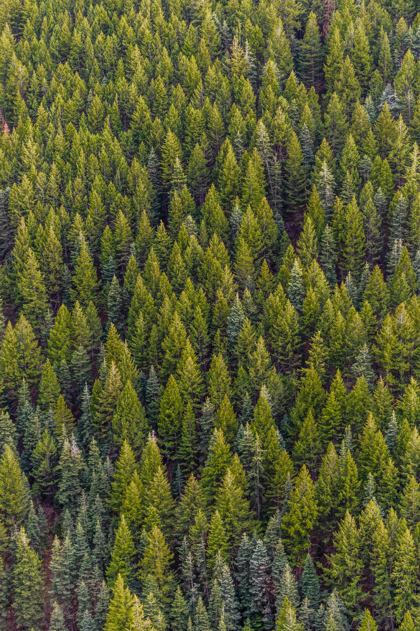 Tree trimming and outdoor tree care in Walden, NY